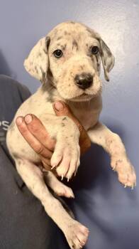 Millie -  Great Dane Dog for Adoption in Maryville, Tennessee - Millie | PetCurious