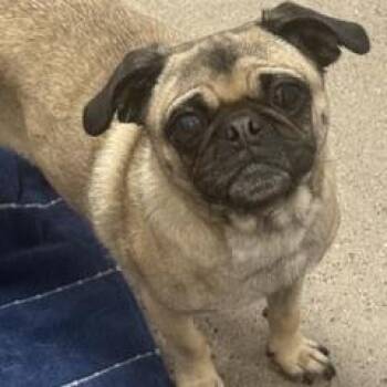 Pug Dogs Available for Adoption in Green Valley, Arizona - Lucia | PetCurious