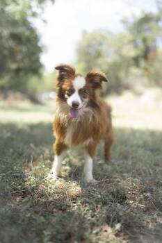 Rescue Australian Shepherd and Papillon Dogs for Adoption in Driftwood, Texas - Little Man | PetCurious