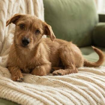 Stanley -  Terrier and Mixed Breed Dog for Adoption in South Elgin, Illinois - Stanley | PetCurious