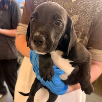Superman -  Mixed Breed Dog for Adoption in Corinth, Mississippi - Superman | PetCurious