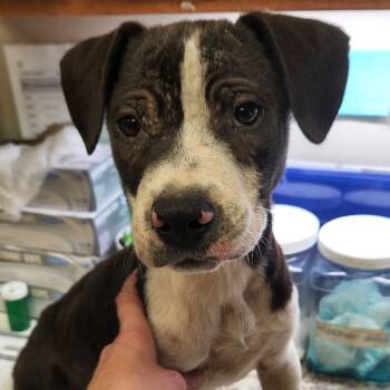 Rescue Labrador Retriever and Pit Bull Terrier Dogs for Adoption in Tupelo, Mississippi - Dusty - 102303T | PetCurious