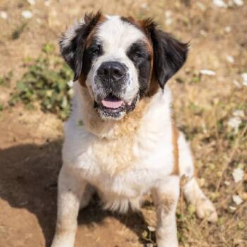 Otis -  Saint Bernard Dog for Adoption in Golden, Colorado - Otis | PetCurious