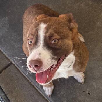 Rescue Shepherd Dogs for Adoption in Jacksonville, Arkansas - Lucy | PetCurious