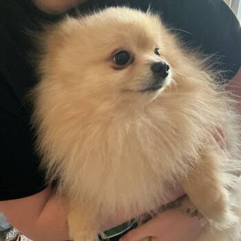 Pomeranian Dogs Available for Adoption - Jasker | PetCurious