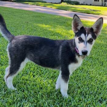 Husky Dogs Available for Adoption in Houston, Texas - Farrah | PetCurious