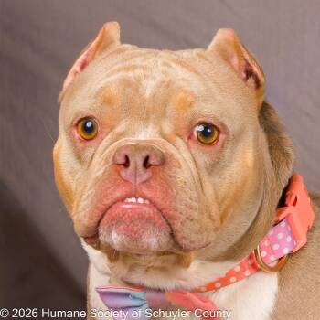 Iris -  American Bully Dog for Adoption in Montour Falls, New York - Iris | PetCurious