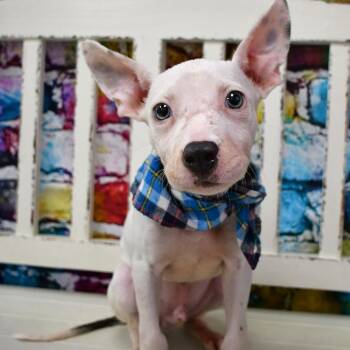 GHOST -  Pit Bull Terrier Dog for Adoption in Beaumont, Texas - GHOST | PetCurious