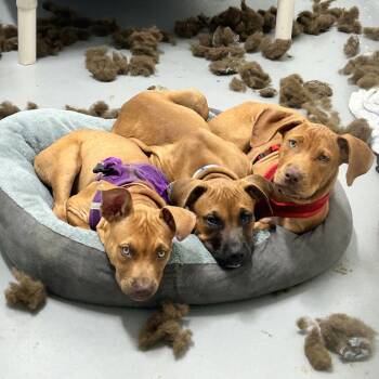 Lillipup -  Black Mouth Cur and Rhodesian Ridgeback Dog for Adoption in Troy, Virginia - Lillipup | PetCurious