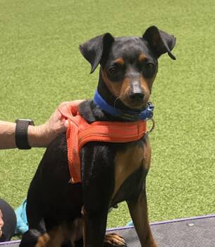Dolly -  Miniature Pinscher Dog for Adoption in Sunset Valley, Texas - Dolly | PetCurious