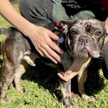 French Bulldog Dogs Available for Adoption - Rylo | PetCurious