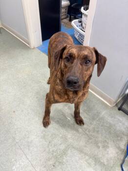 Rick -  Mixed Breed Dog for Adoption in Danielsville, Georgia - Rick | PetCurious