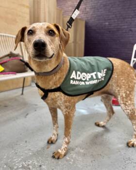 Palawan -  Cattle Dog and Labrador Retriever Dog for Adoption in New York, New York - Palawan | PetCurious