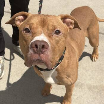 Klaus -  Pit Bull Terrier Dog for Adoption in Newark, New Jersey - Klaus | PetCurious