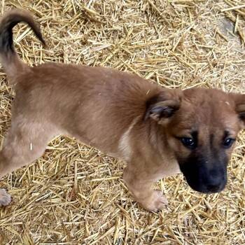 Odin -  Mixed Breed Dog for Adoption in Moab, Utah - Odin | PetCurious