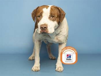 JUANITO -  Pit Bull Terrier Dog for Adoption in Phoenix, Arizona - JUANITO | PetCurious