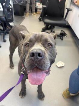 Popeyes -  Cane Corso and Mixed Breed Dog for Adoption in West Chester, Pennsylvania - Popeyes | PetCurious