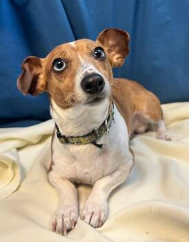 HERSEY -  Chihuahua and Terrier Dog Available for Adoption in Margate, Florida - HERSEY | PetCurious