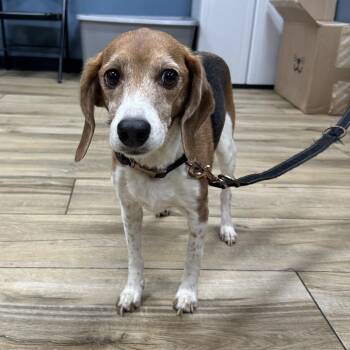 Beagle Dogs Available for Adoption - Baylee-Stray-45902 | PetCurious