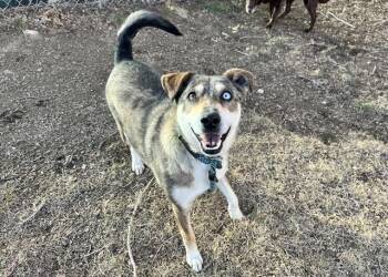 Catahoula Leopard Dog and Australian Cattle Dog Blue Heeler Dogs Available for Adoption in Pueblo, Colorado - DIXIE | PetCurious