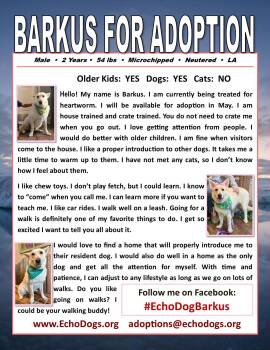 White German Shepherd Dogs Available for Adoption in Londonderry, New Hampshire - Barkus | PetCurious