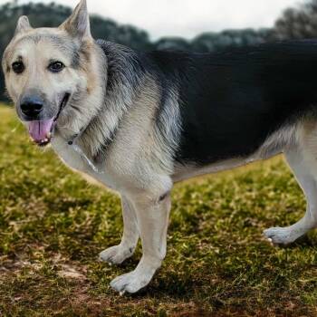 Rescue German Shepherd Dog Dogs for Adoption in Lucas, Texas - LUKE ALLEN GS | PetCurious