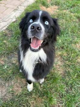 Frankie -  Australian Shepherd Dog for Adoption in Alexandria, Virginia - Frankie | PetCurious