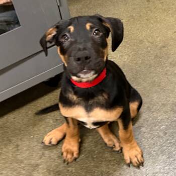 Rescue Pit Bull Terrier Dogs for Adoption in Los Angeles, California - Gravy A2243961 | PetCurious