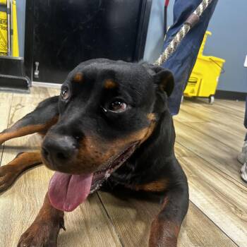 Layla -  Rottweiler Dog for Adoption in Newark, New Jersey - Layla | PetCurious