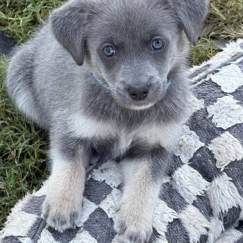 Glace -  Australian Shepherd and Australian Cattle Dog Blue Heeler Dog for Adoption in Gilbert, Arizona - Glace | PetCurious