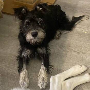 DALIA -  Schnauzer and Mixed Breed Dog for Adoption in San Juan Capistrano, California - DALIA | PetCurious