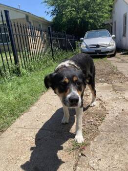 Mixed Breed Dogs Available for Adoption in Dallas, Texas - GALLERIA | PetCurious