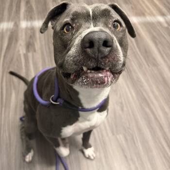 Roxie -  American Staffordshire Terrier Dog for Adoption in Chandler, Arizona - Roxie | PetCurious
