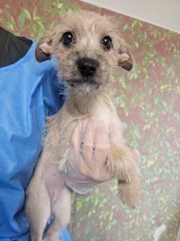 Mushroom -  Terrier and Mixed Breed Dog for Adoption in San Antonio, Texas - Mushroom | PetCurious