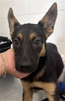 LEELA -  German Shepherd Dog Dog for Adoption in San Bernardino, California - LEELA | PetCurious