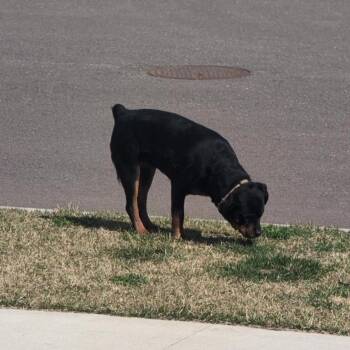 Rottweiler Dogs Available for Adoption in Brainerd, Minnesota - Belle | PetCurious