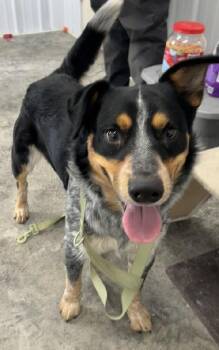 Australian Cattle Dog Blue Heeler Dogs Available for Adoption in Scottsburg, Indiana - Denver | PetCurious