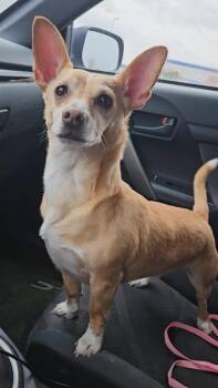 Corgi and Chihuahua Dogs Available for Adoption - Brutus **COMING SOON** | PetCurious