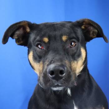 Rescue Shepherd Dogs for Adoption in Tupelo, Mississippi - Tully - 071101T | PetCurious