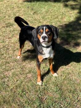 Sven -  Mixed Breed Dog for Adoption in Mauston, Wisconsin - Sven | PetCurious