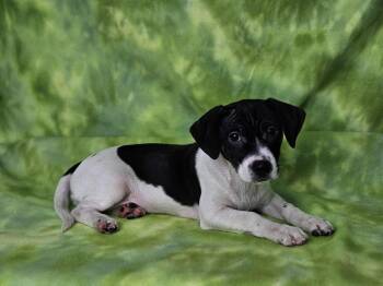 Rescue Mixed Breed Dogs for Adoption in East Sparta, Ohio - Mary Ann | PetCurious