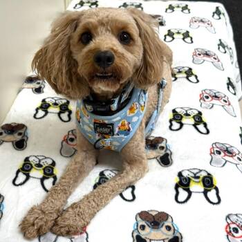 Cooper -  Cavapoo Dog for Adoption in Greensburg, Pennsylvania - Cooper | PetCurious