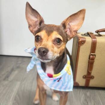 Chica -  Chihuahua and Mixed Breed Dog for Adoption in Brownsboro, Alabama - Chica | PetCurious