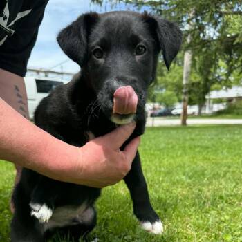 Mixed Breed Dogs Available for Adoption in Elyria, Ohio - Bert | PetCurious