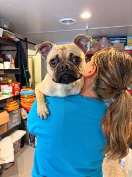 Rupert -  Pug and Mixed Breed Dog for Adoption in Heber City, Utah - Rupert | PetCurious