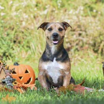 Rescue Terrier Dogs for Adoption in Grafton, Ohio - Snickers | PetCurious