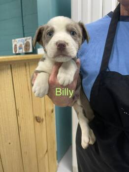 Billy -  Pit Bull Terrier and Husky Dog for Adoption in Chattanooga, Tennessee - Billy | PetCurious