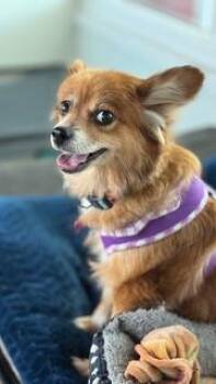 Pomeranian and Chihuahua Dogs Available for Adoption in Redington Beach, Florida - Dixie / Largo | PetCurious