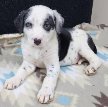Dalmatian Dogs Available for Adoption in Neillsville, Wisconsin - Pongo | PetCurious
