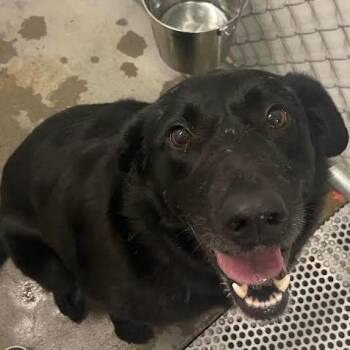 Porkchop -  Mixed Breed Dog for Adoption in Buffalo, Wyoming - Porkchop | PetCurious